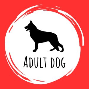 Adult Dog