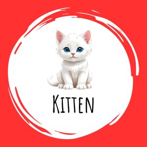 Kitten